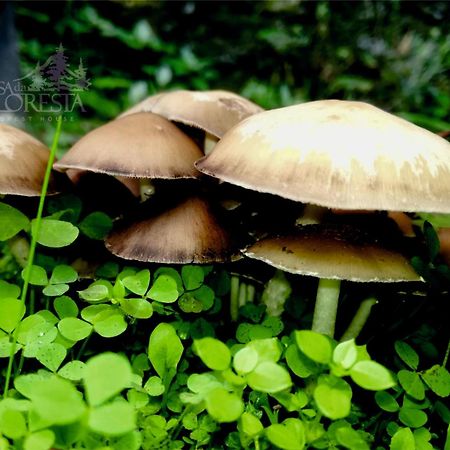 Casa Da Floresta Covilha Bagian luar foto
